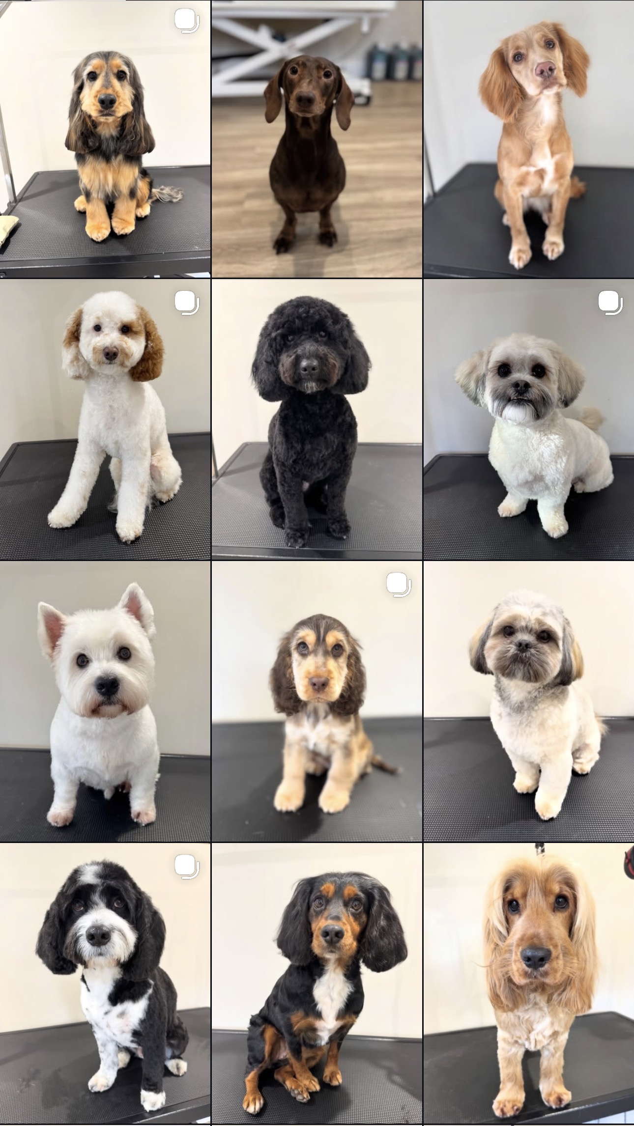 Paws. Dog Grooming Spa storefront