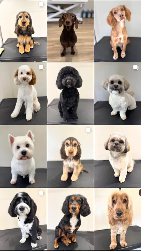 Paws. Dog Grooming Spa in Hull